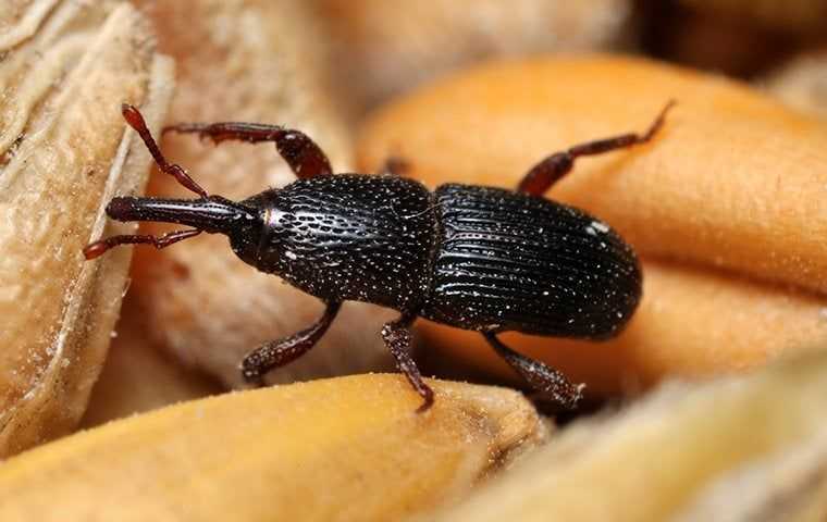 Grain Weevils