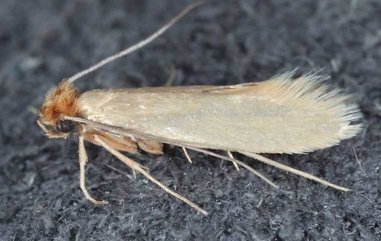 Webbing Clothes Moths