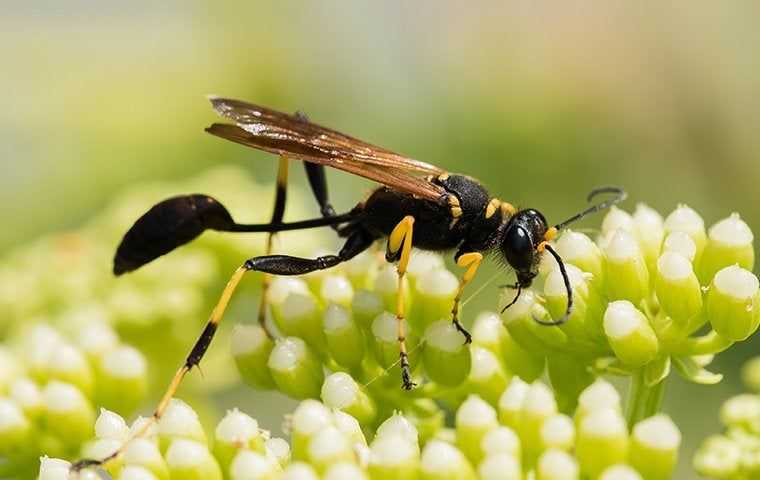 Mud Daubers