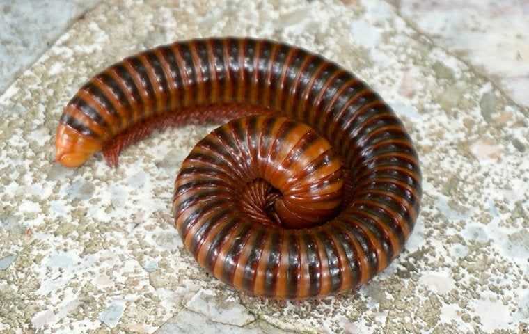 Millipedes