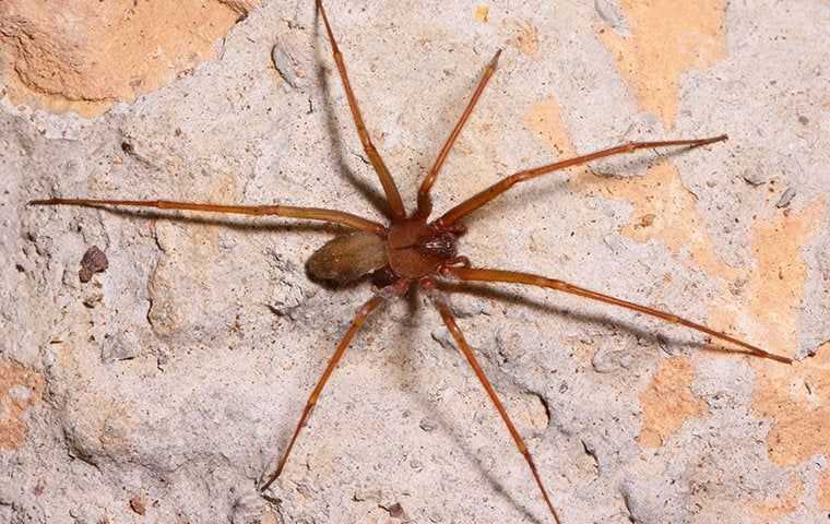 Brown Recluse Spiders
