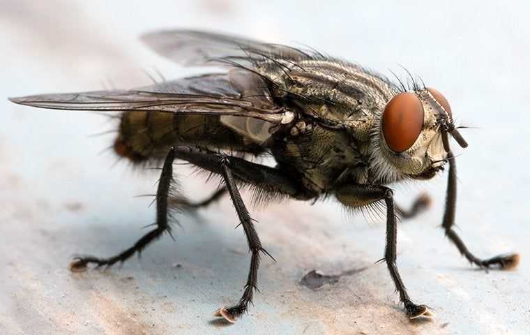 Cluster Flies