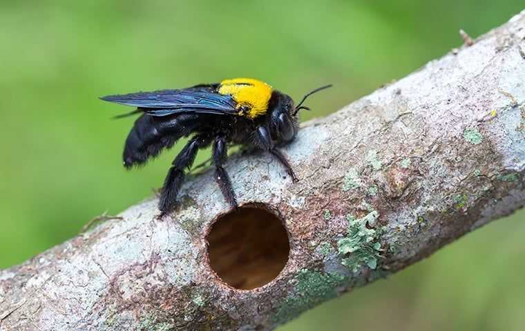 Carpenter Bees