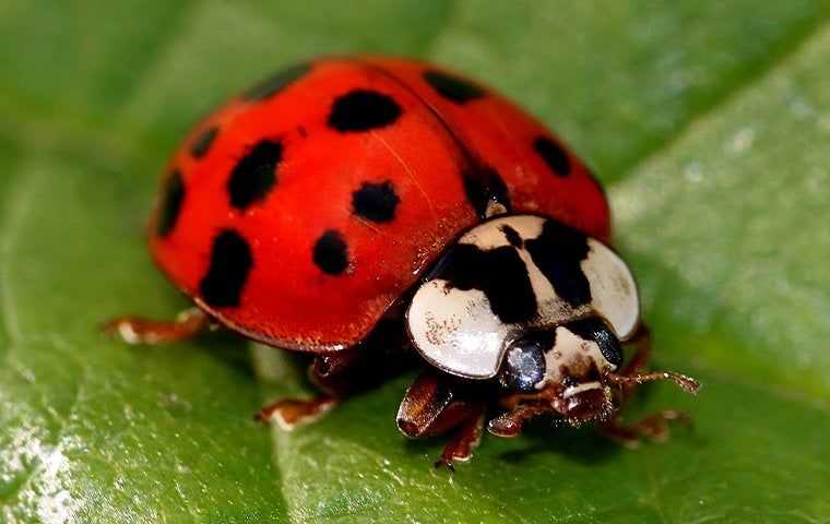Asian Lady Beetles