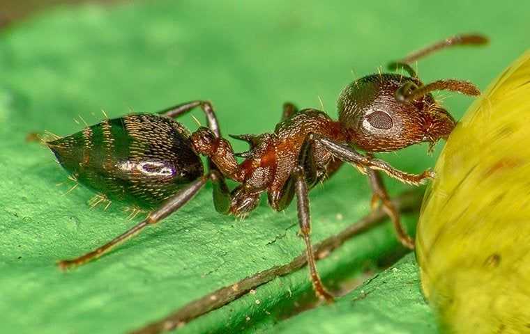 Acrobat Ants
