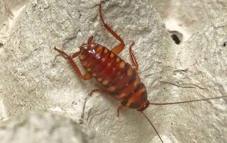 Brown-Banded Cockroaches