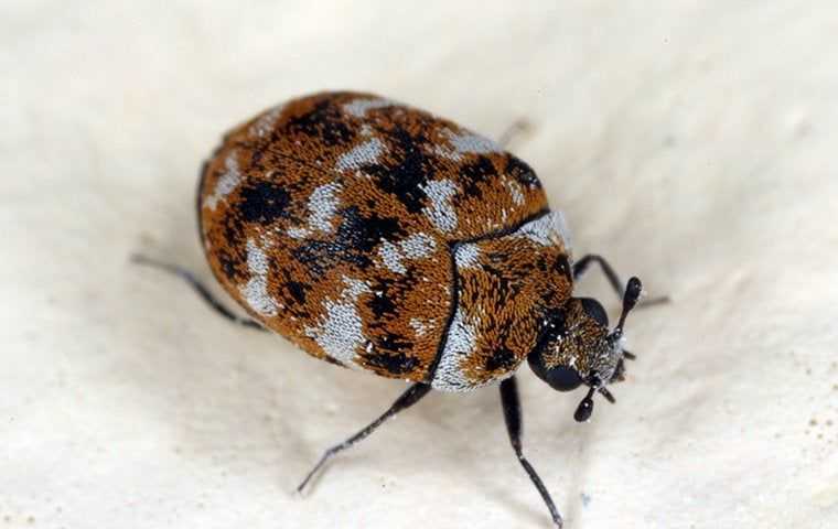 Carpet Beetles