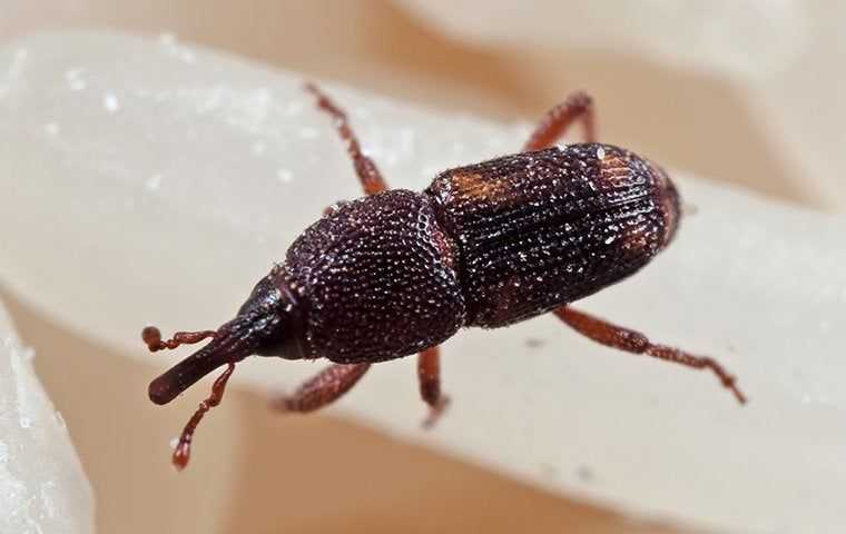 Rice Weevils