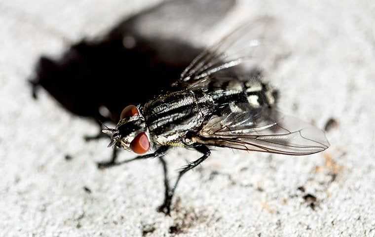 House Flies