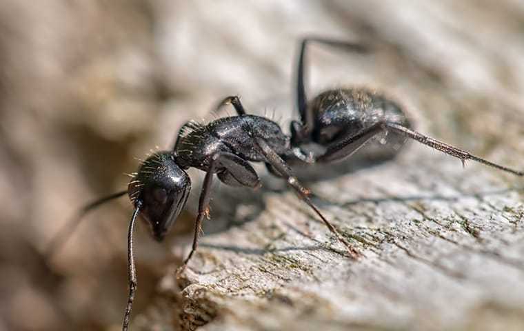 Carpenter Ants