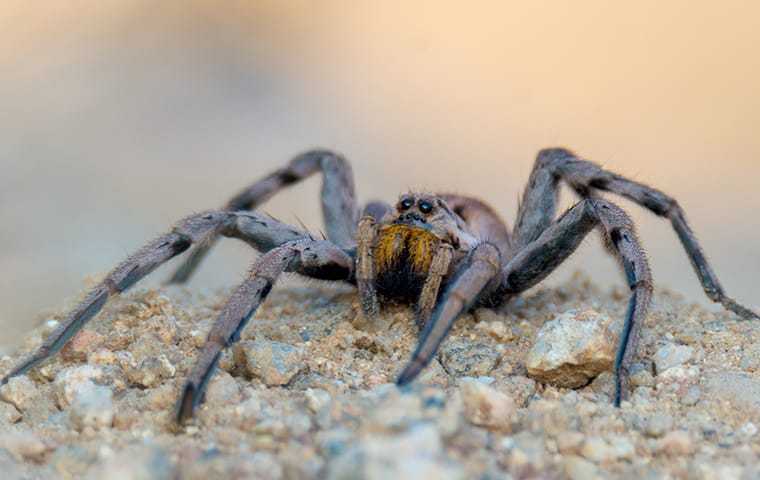 Wolf Spiders