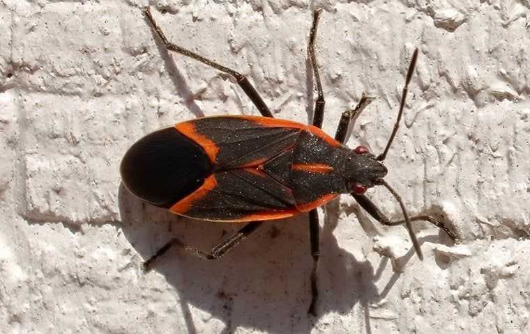 Box Elder Bugs