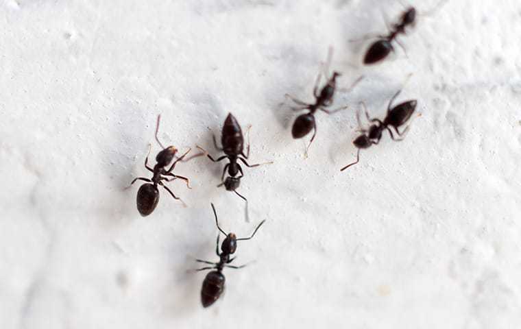 Little Black Ants