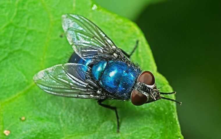 Bottle Flies