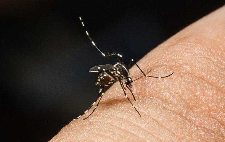 a mosquito biting a persons finger