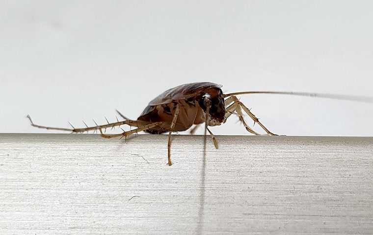german cockroach in kitchen