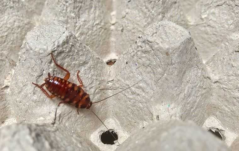 cockroach in an egg carton