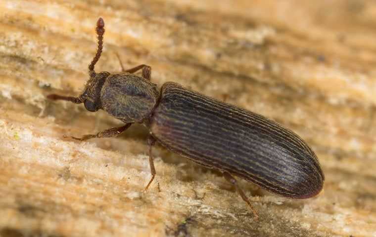 a big powderpost beetle