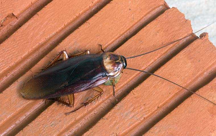 american cockroach on deck