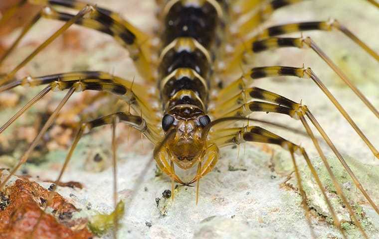 a centipede up close
