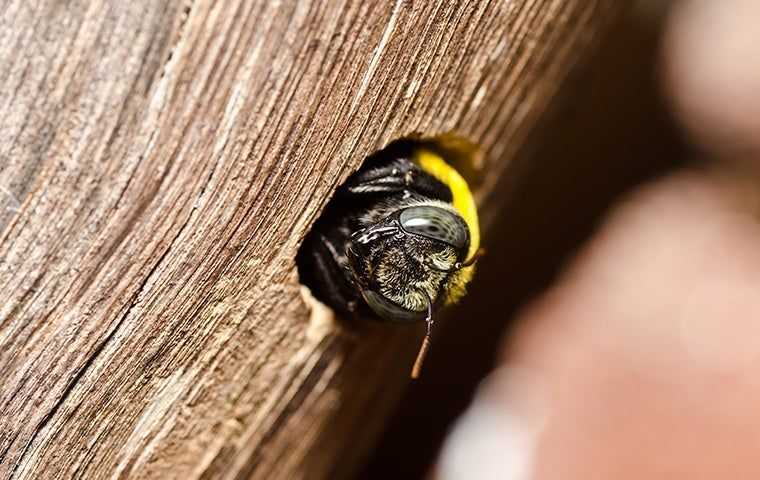 carpenter bee in a hole