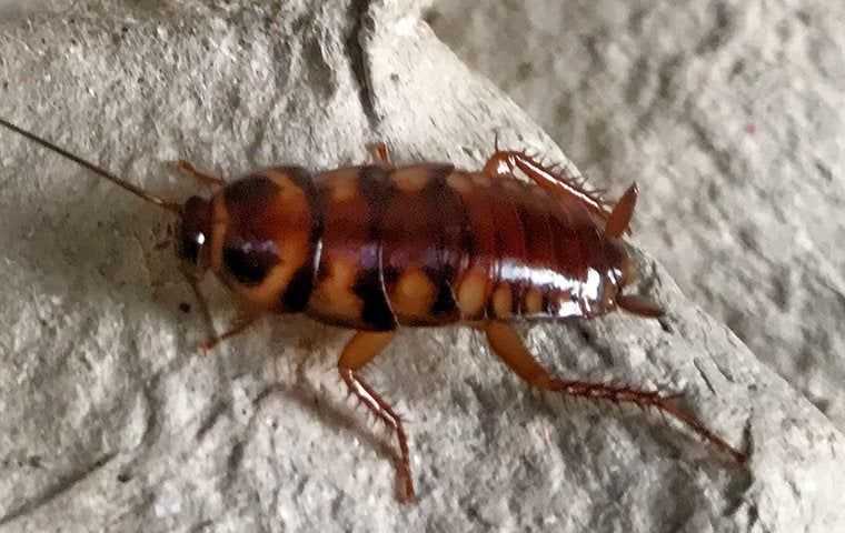 a brown banded cockroach 