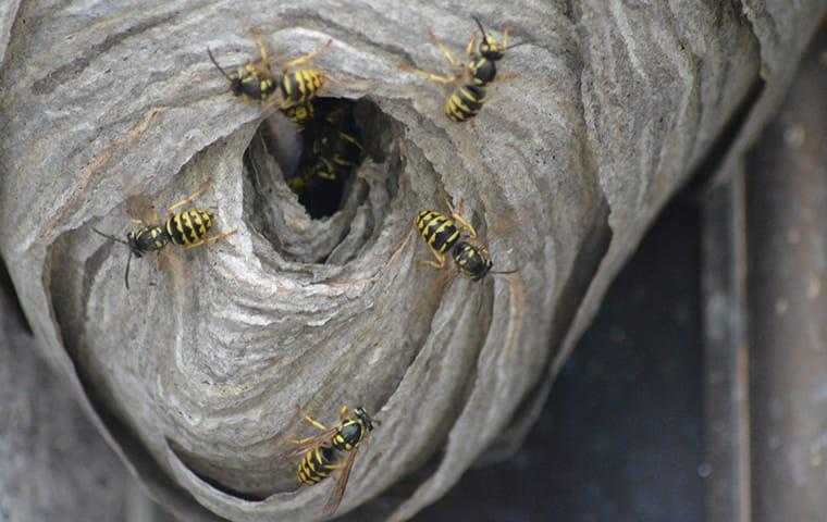 yellow jackets on their nest
