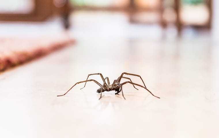 a house spider in a home