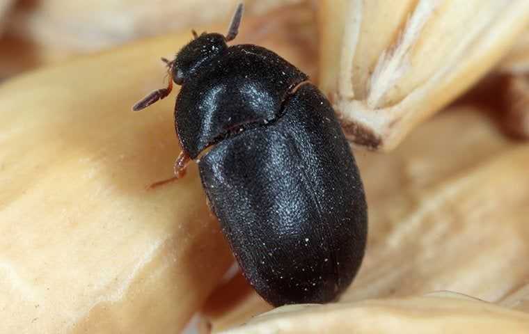 a black carpet beetle 