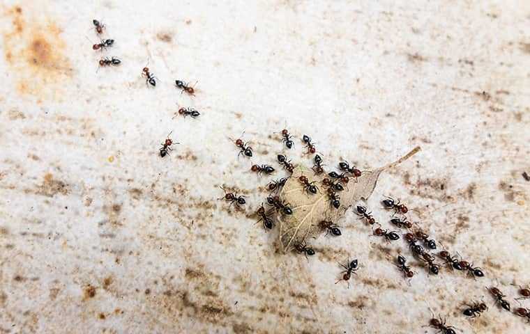 group of pavement ants on ground