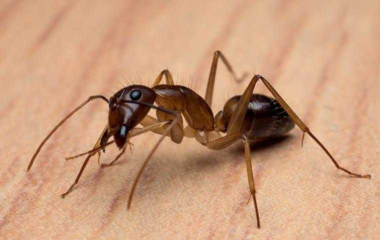 a carpenter ant on the floor of a home in elizabeth city north carolina