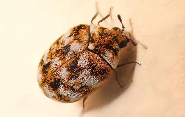 a carpet beetle crawling on a wall