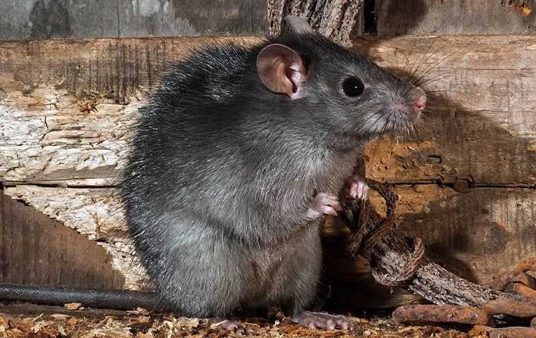 a roof rat up close
