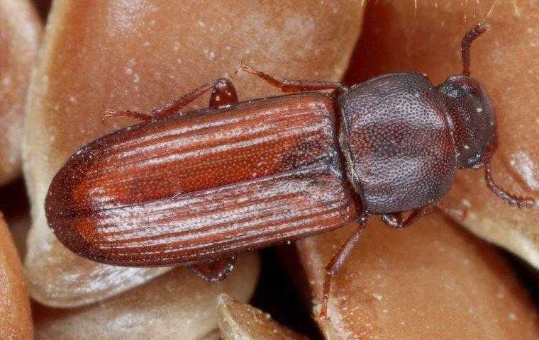 a flour beetle resting on food
