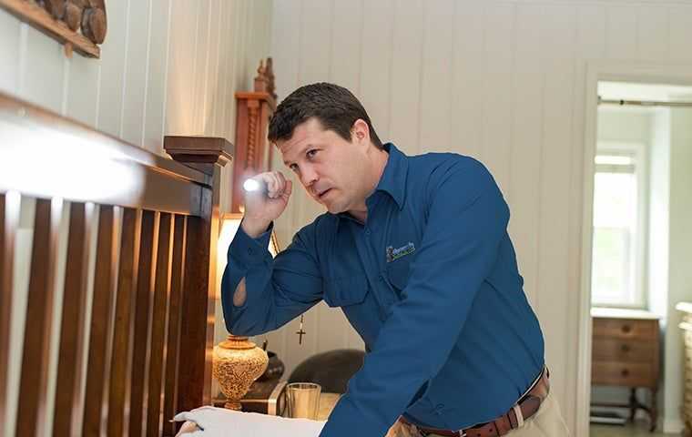 bed bug inspection in a home