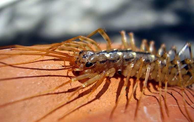 house centipede in basement