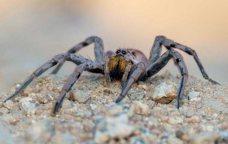 a wolf spider sitting on a rock