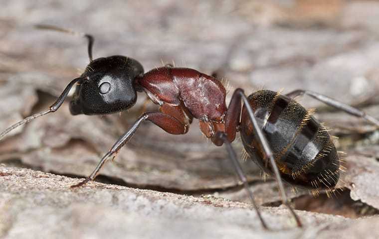 a big carpenter ant up close