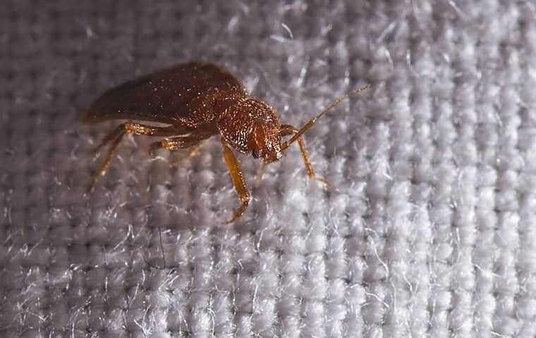 a bed bug infesttaion on a bed