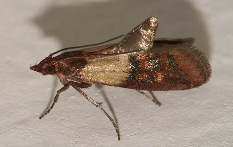 an indian meal moth