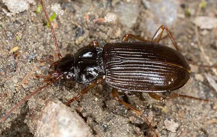 ground beetle up close
