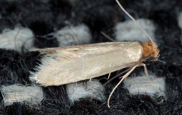 a cloth moth 