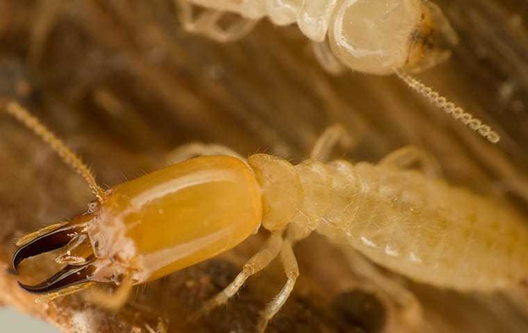 subterranean termite up close