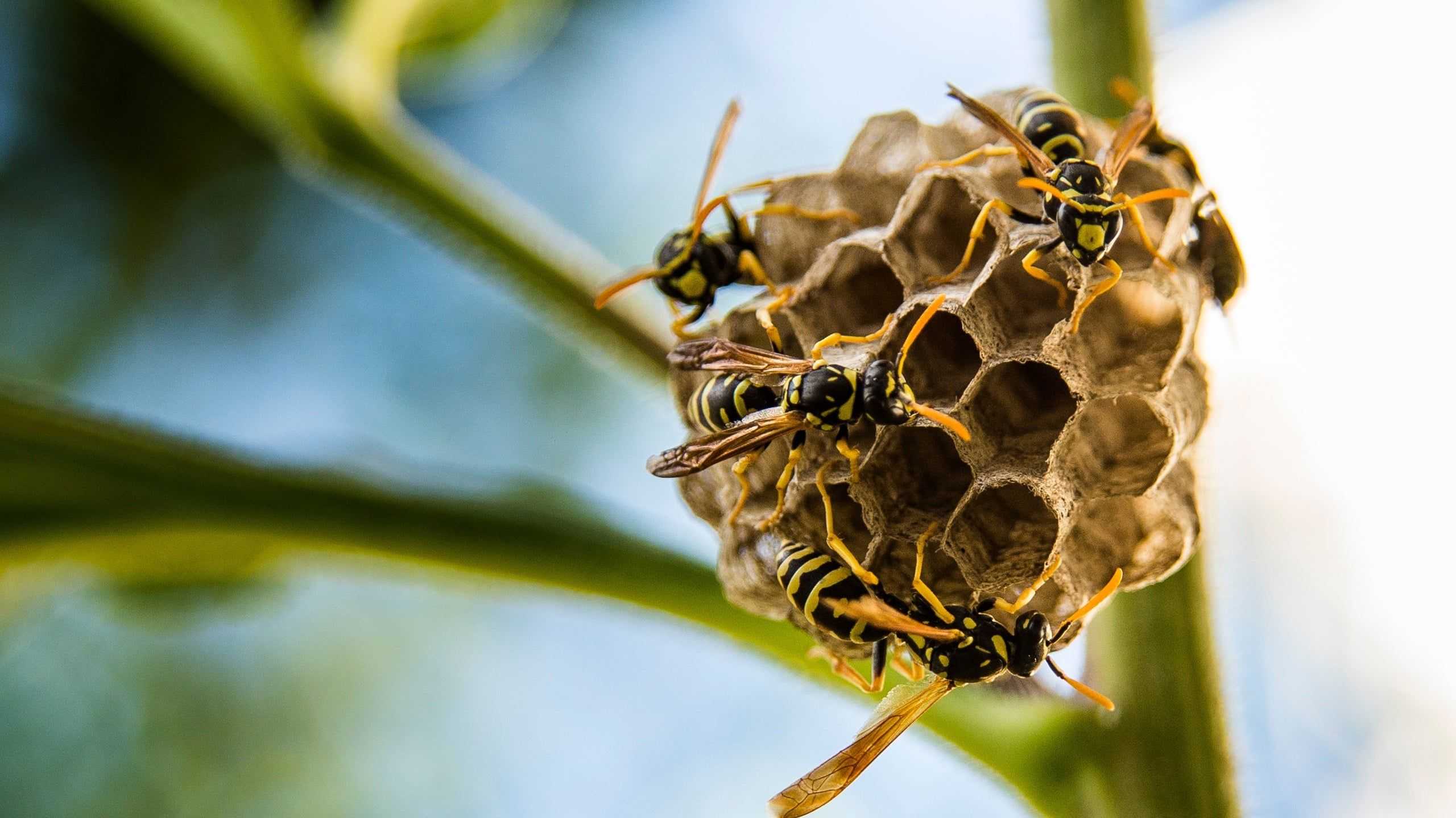 stinging insects on a nest