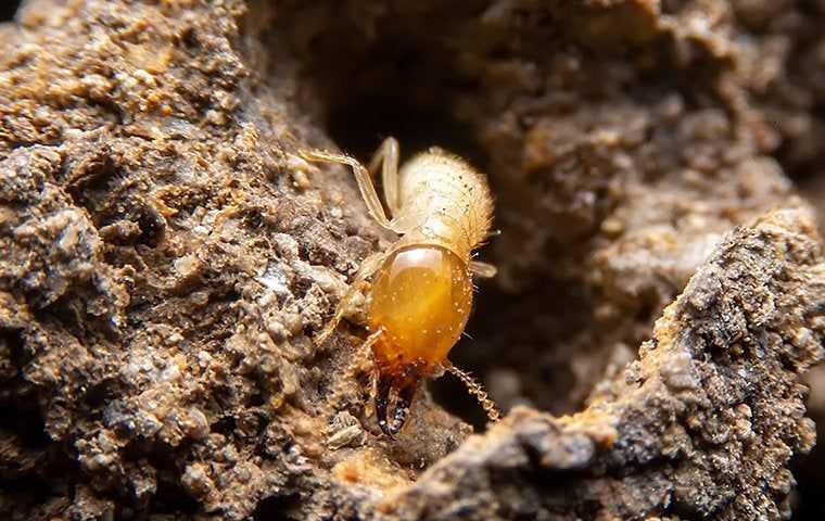 termite crawling in tunnel