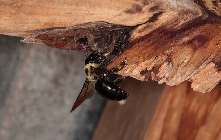 carpenter bee on wood