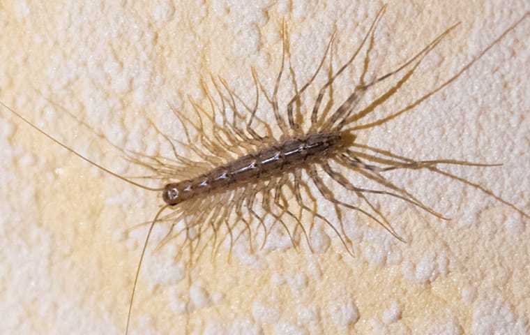 centipede in a home