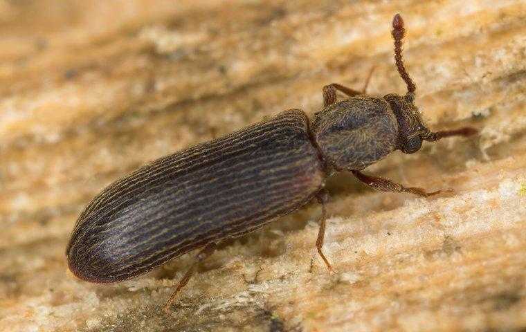 a powderpost beetle in a home