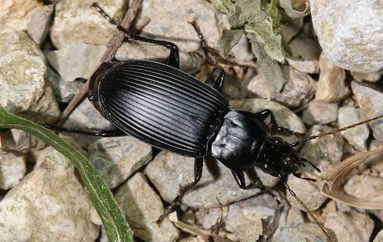 big ground beetle