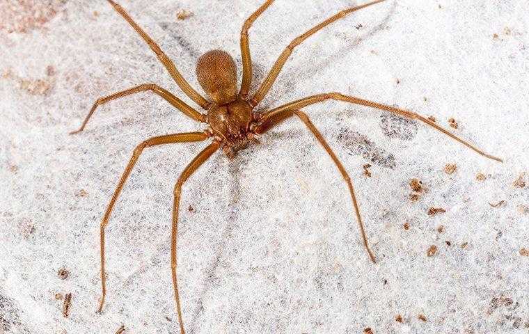 an up-close shot of a brown recluse spider 